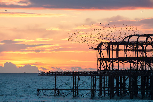 Flocking to the pier