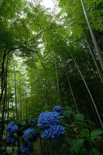 初夏の竹林は青く、真っ直ぐに空を目指す