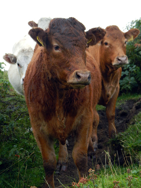 Cows wait patiently for us to pass on our way down to the beach in White Park Bay in Northern Ireland, UK