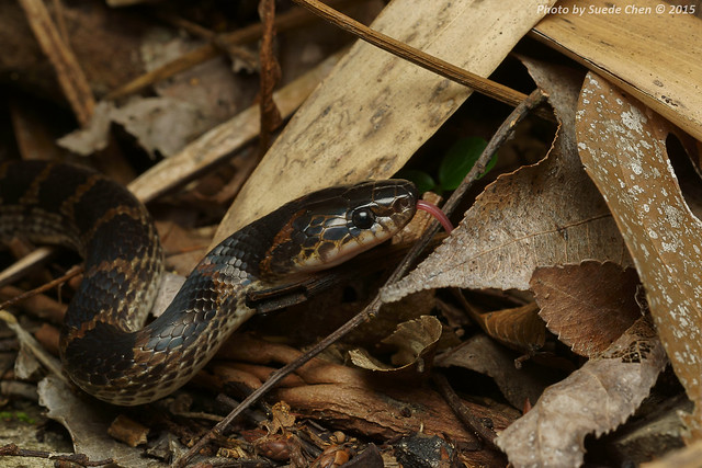 紅斑蛇 Lycodon rufozonatus Cantor, 1842