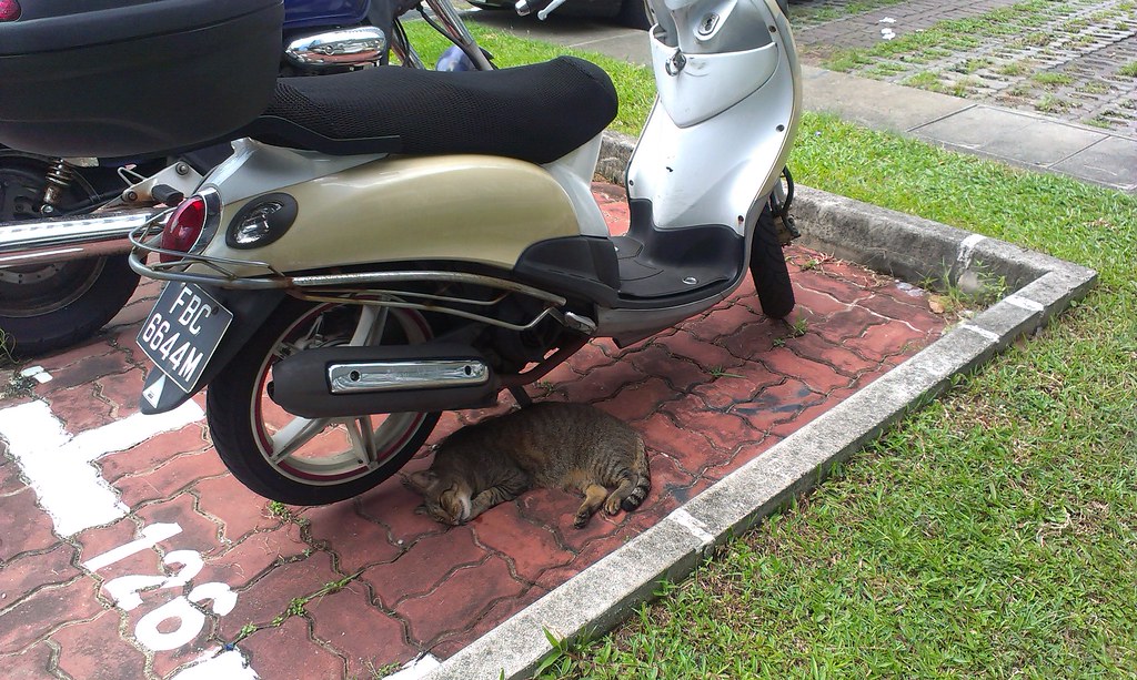 Cat under motorbike