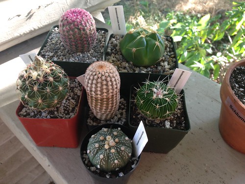 new cacti