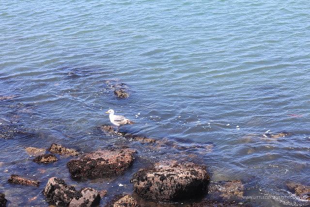San Francisco seagull by little luxury list