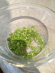 Coriander seeds that I harvested after my cilantro plant bolt4ed