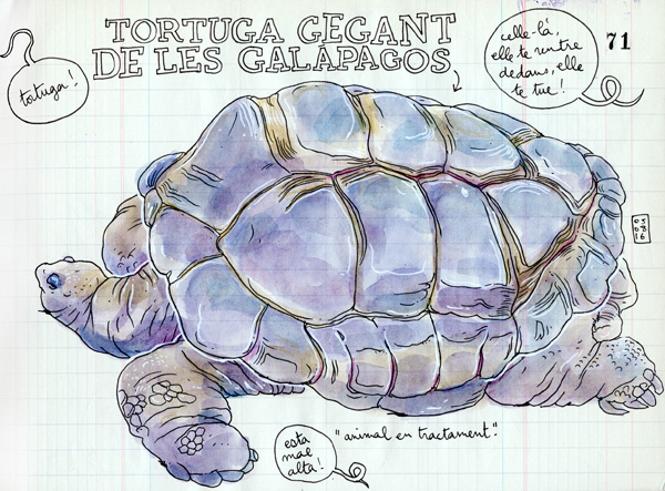 tortuga gegant de les galapagos