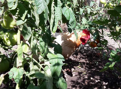 Dame poule, Héglantine & Helwen la petite chienne au jardin