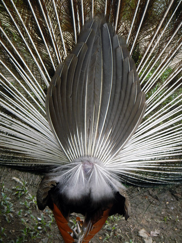 A bird flaunts his tail feathers in the Kuala Lumpur Bird Zoo in Malaysia