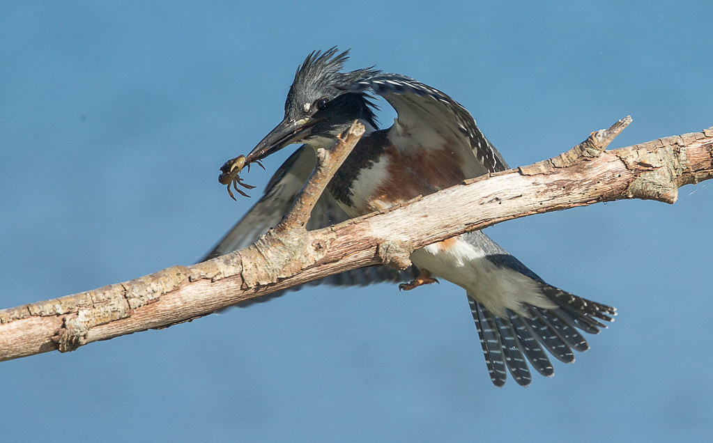 &quot;How to Eat a Crab&quot;, by The Kingfisher -- Birds in www.neverfullmm.com forums